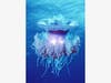 "Crown Jellyfish" by photographer Mike Bacon