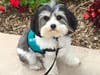 Dexter is a therapy dog with Paws for Healing