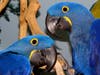At Birdie Bash 2019 in Middletown, bird lovers can shop, mingle, learn from experts and meet falcons and exotic birds like these hyacinth macaws.