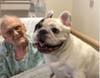 Celebrity bulldog Manny the Frenchie visits with patients at Advocate Christ Medical Center. 
