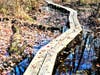 The finished boardwalk at the Abbott Brook Trail