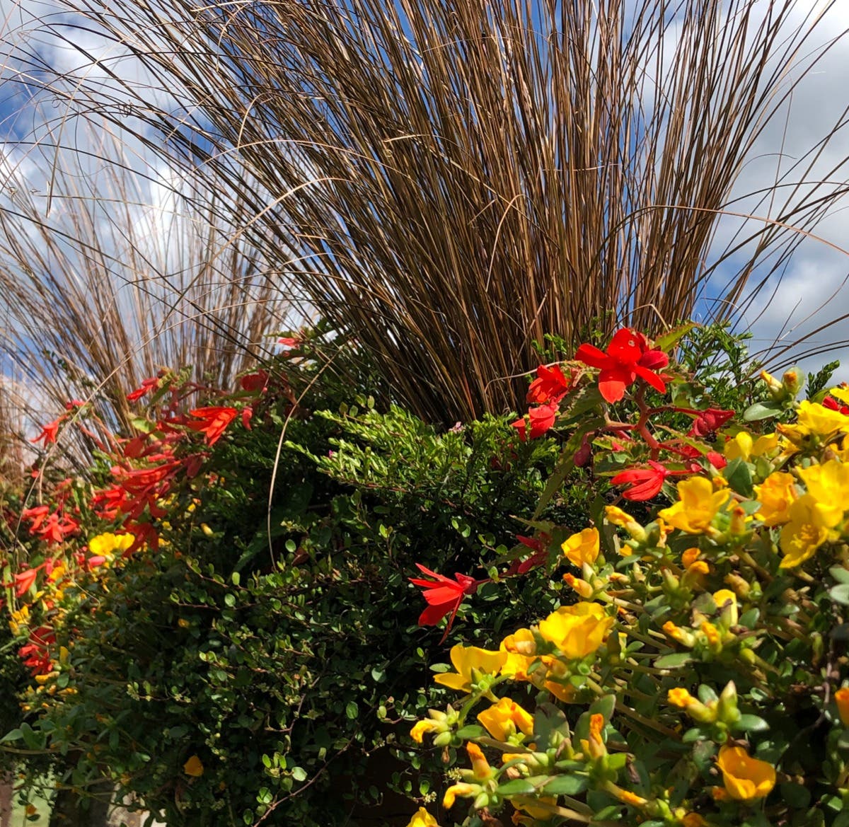 Jun 4 Online plant sale offers plants at nearly wholesale prices