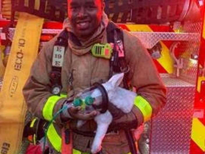 Firefighters Rescue Rabbits | Sandra Bullock Estate | News Nearby