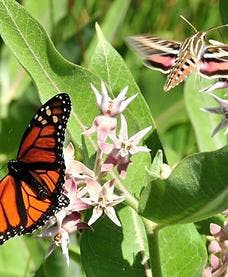 Like This? Substitute That! with Lisey Good