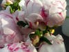 Peonies at the Doylestown Farmers Market