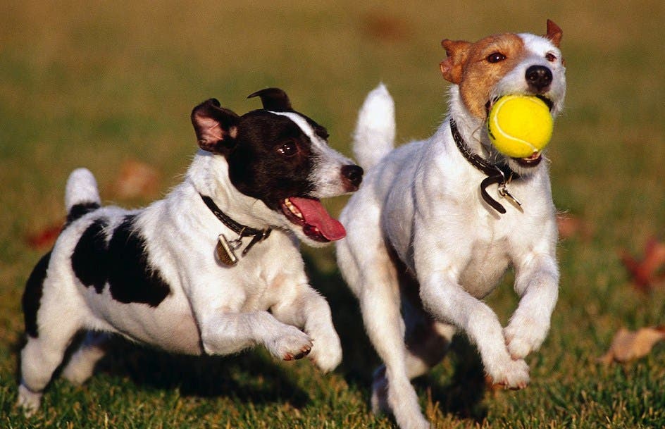 https://patch.com/img/cdn20/users/22870800/20160628/114323/styles/raw/public/article_images/dog_park01.jpg