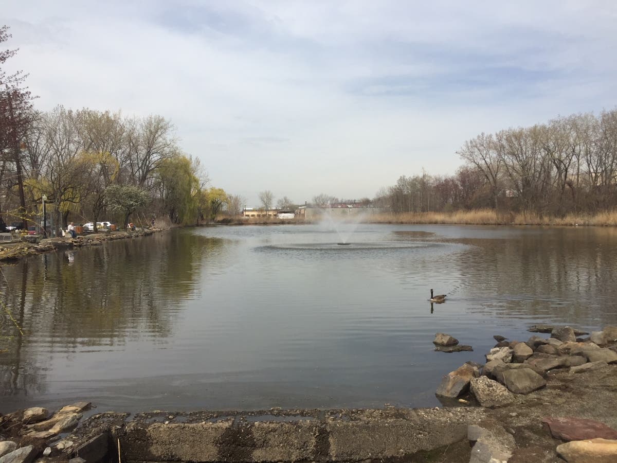 The Secaucus Duck Pond, where someone dumped a caiman two years ago. It will host the fishing derby next Saturday.