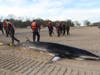 A beached minke whale Orchard Beach, NY in 2017. Minke whales have been dying in unusual numbers, NOAA reports.