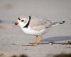 An adult piping plover, a bird about the size of a sparrow.