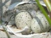 A piping plover hatchling in the dunes at Gateway National Recreation Area, Sandy Hook.
