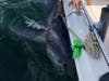The 510-pound shark was too big for their 23-foot boat, so they had to drag it ashore strapped alongside the vessel.