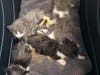 Her four kittens. They were found panting and covered in their own waste, say rescuers.