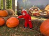 A baby Elmo by the pumpkin patch.