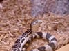 See a Northern Pine Snake, a threatened species in the state.