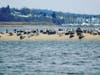 This photo, taken in January 2015, shows a large group of harbor seals resting at Skeleton Hill Island near the Sandy Hook bridge in Sea Bright.