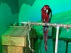 "The scarlet macaw did not move the entire time I was there, which I thought was very strange," said one visitor.