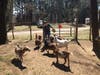 An Oasis resident feeds the goats.
