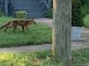 A resident took these photos of what is either a coyote or a large fox on Linsley Place in Metuchen Sunday morning.​