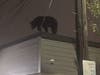 The bear was seen on this roof at 1 Cleveland Avenue in Kearny at 3:30 a.m. Sunday.