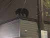 At 3:30 a.m. Sunday, Harrison police got a 911 call that a bear was seen on the roof of a building at 1 Cleveland Avenue.