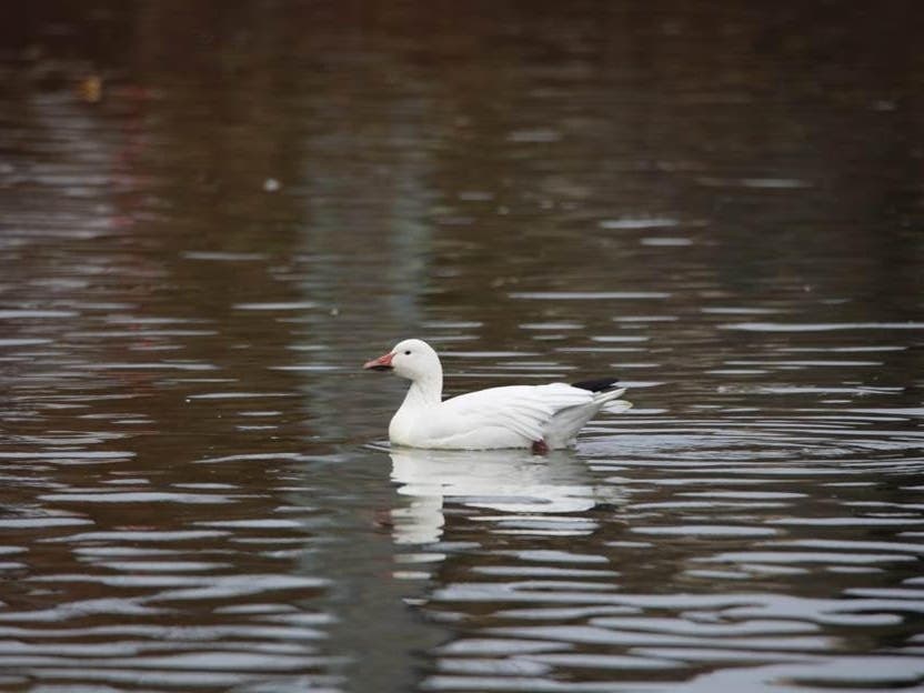 A snow goose pictured in Monmouth County.