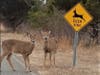 Deer photographed at Sandy Hook.