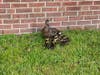 The mother duck and her nine rescued babies.