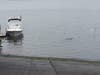 You can see the tip of the pick-up truck in the water.