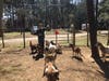 An Oasis resident feeds the goats. These are the goats Boy Scout Nick Madden wants to build a playground for.