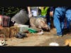 The Middletown Fire Dept. helped Middletown Animal Control safely recover a 400-pound pig, as well as a turtle from the house.