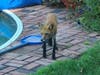 A photo of the "mangy" fox seen in New Brunswick Thursday, which one resident said attacked her neighbor's dog.