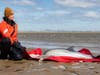 The baby dolphin that was hauled ashore first last Wednesday at Leonardo Marina. It was still alive but had to be euthanized.