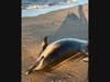 The dead body of the mother dolphin, which washed up later, at around 5 p.m. that day.