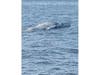 The 28-foot-long female humpback seen floating in Raritan Bay last Wednesday, May 31.