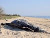 Another view of the dead whale on Long Island.