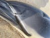 Those scratches may be from a boat strike.