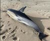 The dolphin was found by a local man at 9:35 a.m. Monday between Sandy Hook beaches A and B.