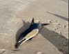 Photos provided to Clean Ocean Action of the dolphin that washed ashore Monday.