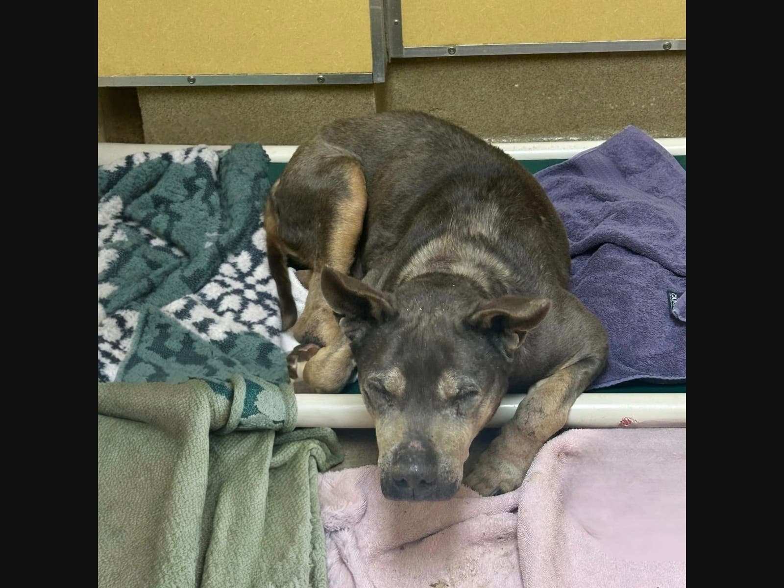 Deaf Dog Left Chained To Fence In 20 Degrees In Asbury Park | Asbury ...