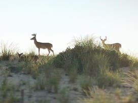 This photo shows bucks (male deer) this winter inside the park at Sandy Hook.