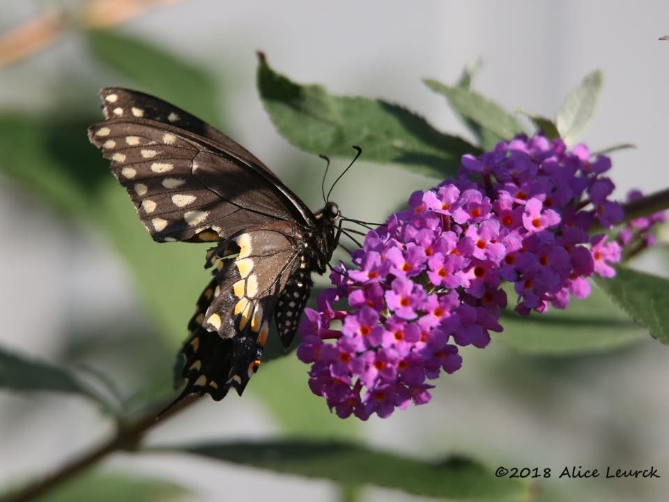 https://patch.com/img/cdn20/users/22870800/20260709/104729/styles/patch_image/public/black-swallowtail-dekorte-91518___09104214089.jpg