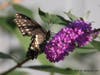 The Black Swallowtail, New Jersey's official state butterfly. This was taken in DeKorte Park, which is a sanctuary for butterflies.