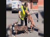 Two female pit bulls appeared emaciated and starving.