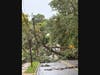 A tree down on Park Avenue in Middletown Thursday.