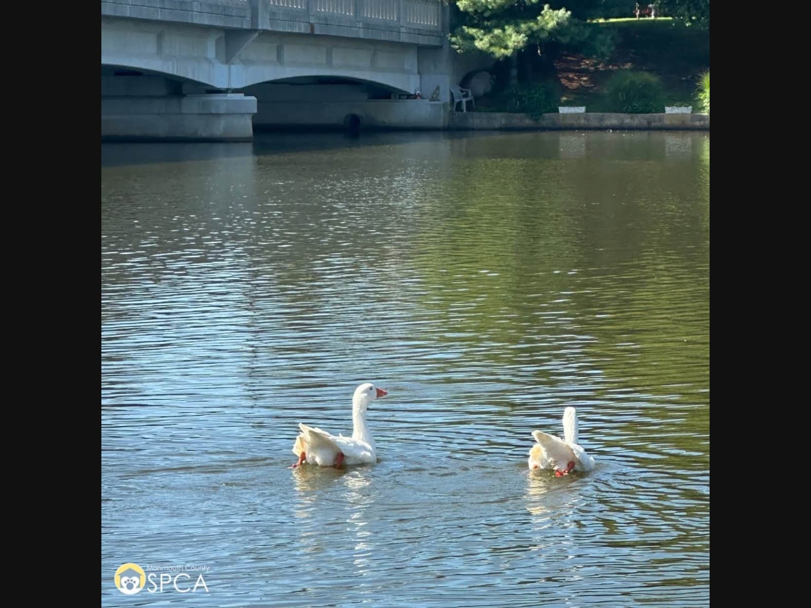 3 People Stole Geese From Deal Lake In Asbury Park