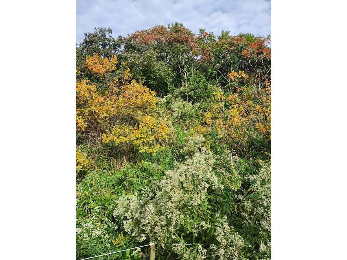 Fall foliage in DeKorte Park in Lyndhurst: Fragrant sumac, winged sumac and red cedar trees.