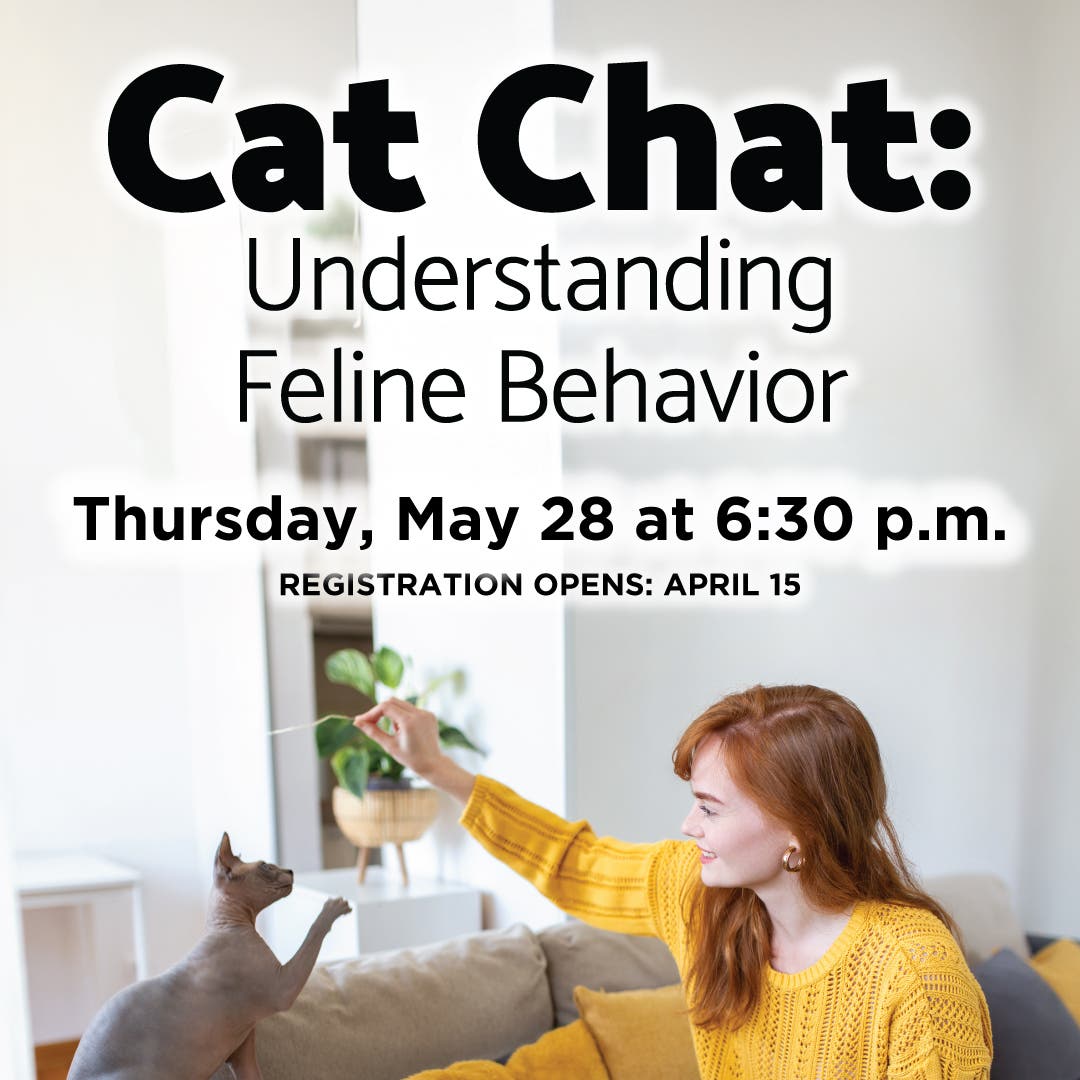 Cat Chat: Understanding Feline Behavior