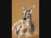 Painting by Roba Alrafati titled Fawn. 