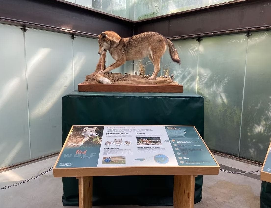 Wolves and Wild Lands Exhibit includes Red Wolf to be displayed at Orland Park Public Library, 14921 S. Ravinia Avenue. 