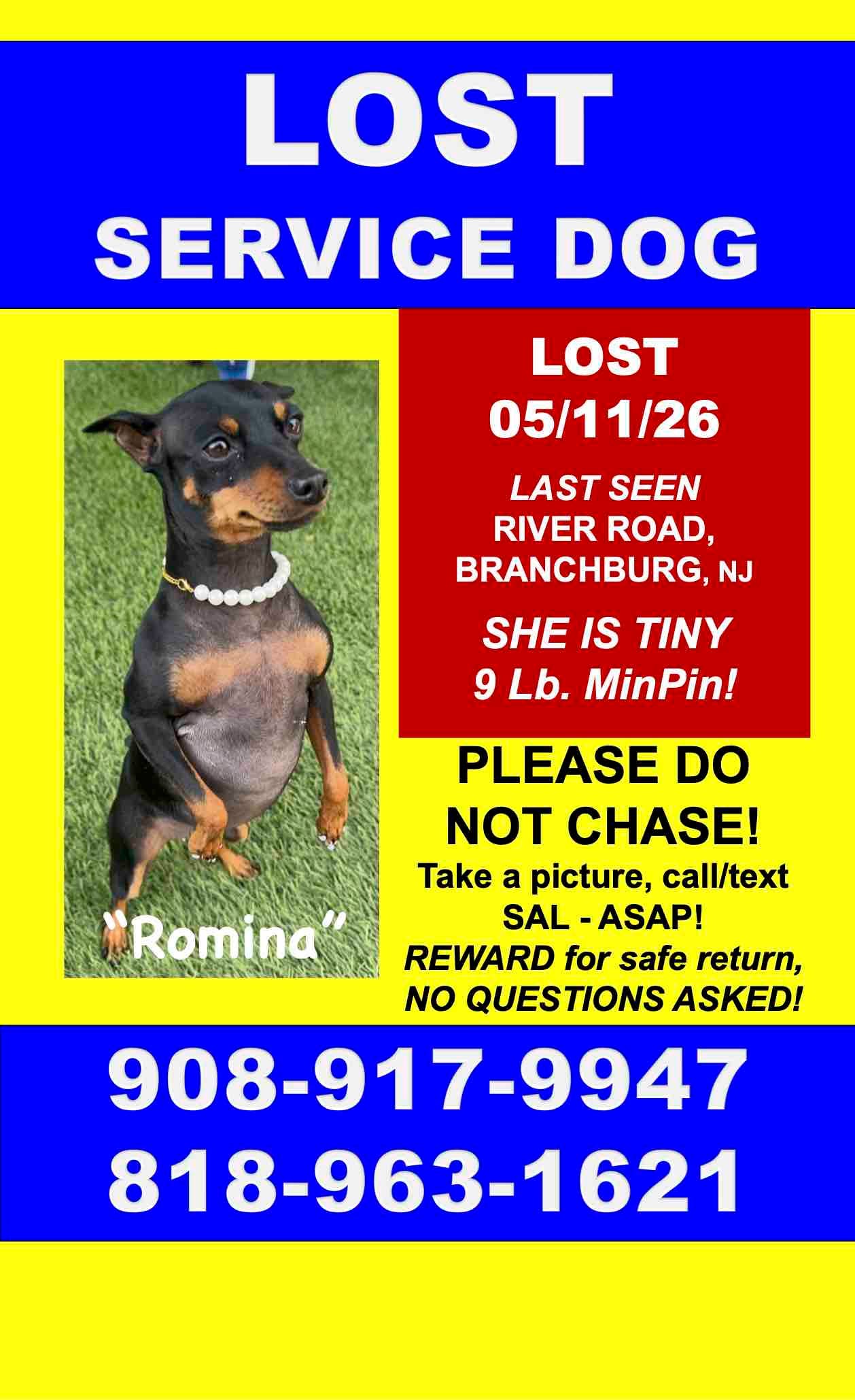 Please Help Me Find My Service Dog!